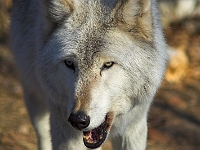 Arctic Wolf 036